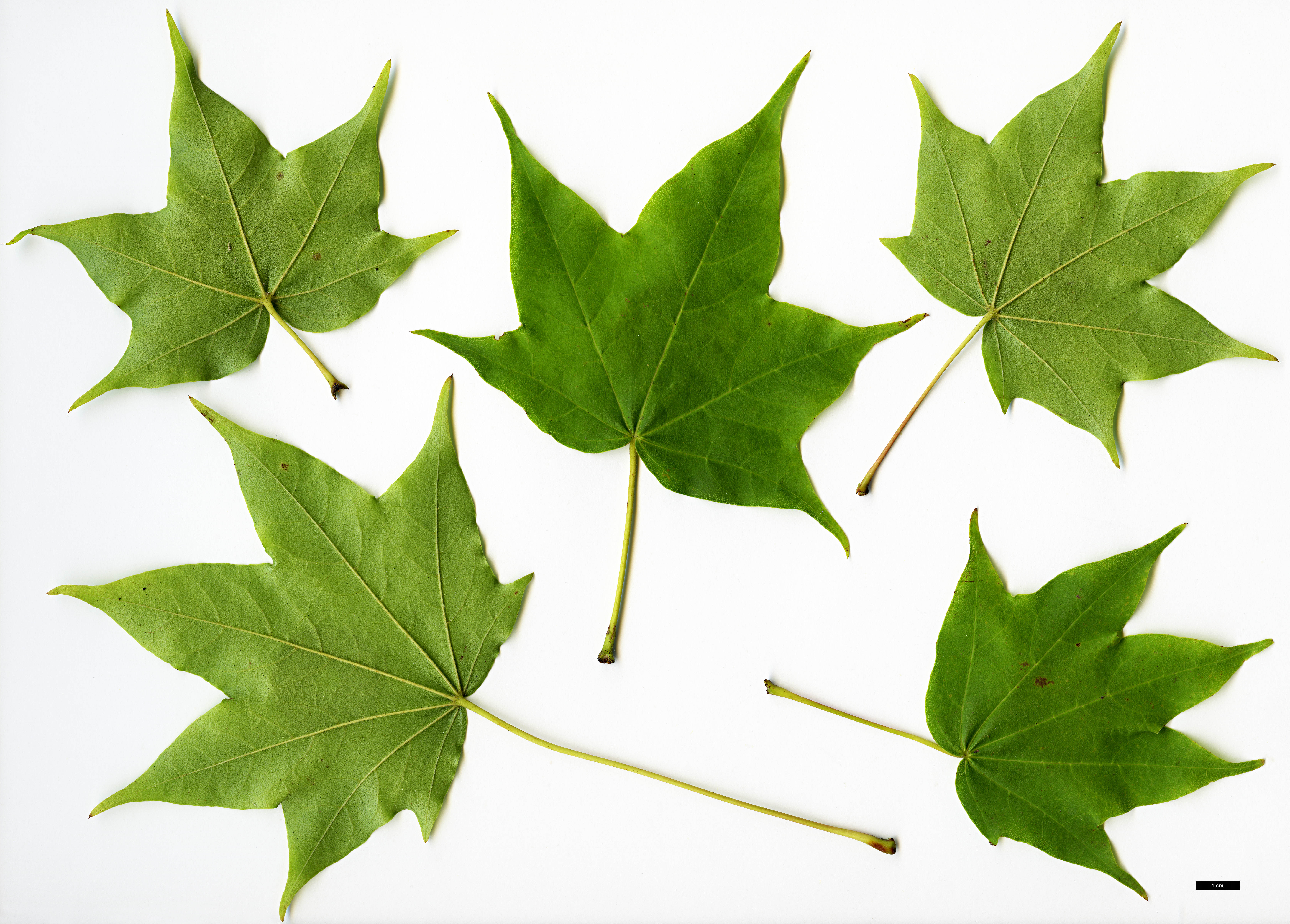 High resolution image: Family: Sapindaceae - Genus: Acer - Taxon: pictum - SpeciesSub: subsp. savatieri